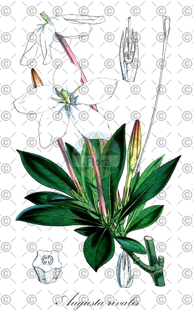 HistAbb_wfo-0000297966_1_ENZY_Simple | Historische Abbildung von Augusta rivalis - Rubiaceae | Historical Illustration of Augusta rivalis - Rubiaceae