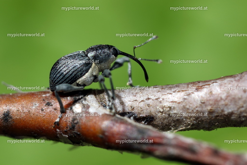 Curculio pyrrhoceras-002 | Das Bilderarchiv über Tiere, Planzen und Landschaften. In der Bilddatenbank finden Sie ein große Auswahl an hochwertigen Bilder für Ihre Werbung - Realisiert mit Pictrs.com
