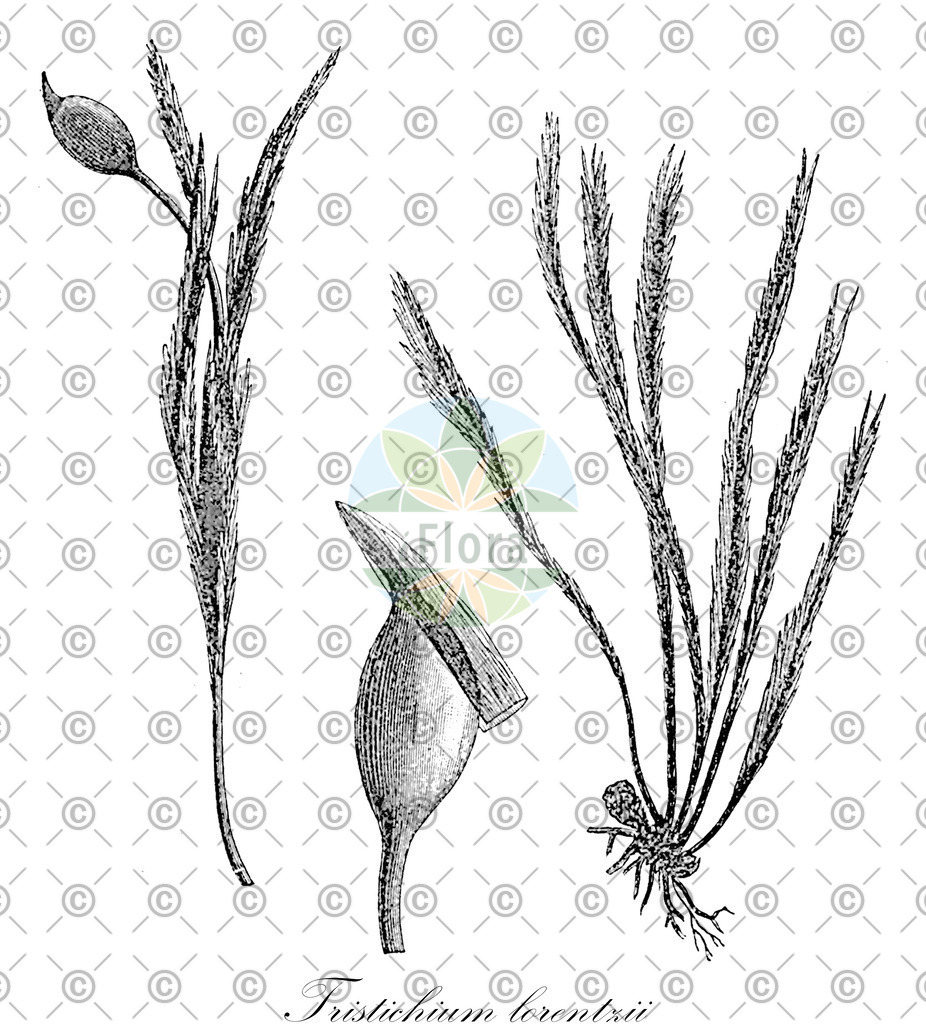 HistAbb_wfo-0000328658_1_ENZY_Simple | Historische Abbildung von Tristichium lorentzii - Ditrichaceae | Historical Illustration of Tristichium lorentzii - Ditrichaceae