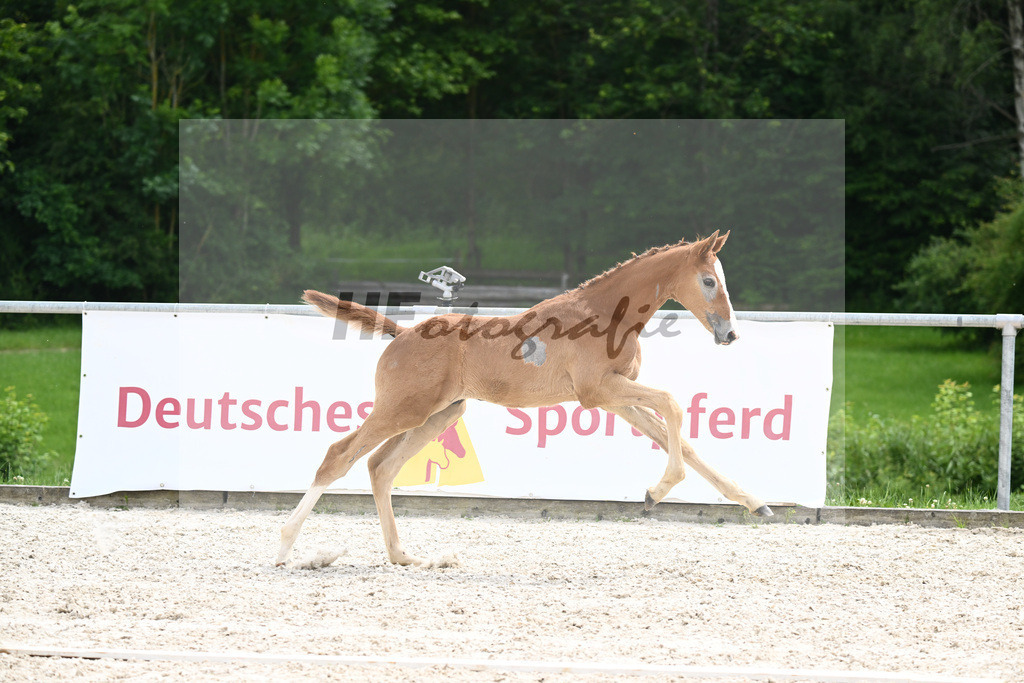 Chacoon Blue x Balous Bellini_HF_Foth_20240540 | hf-fotografie - Realisiert mit Pictrs.com