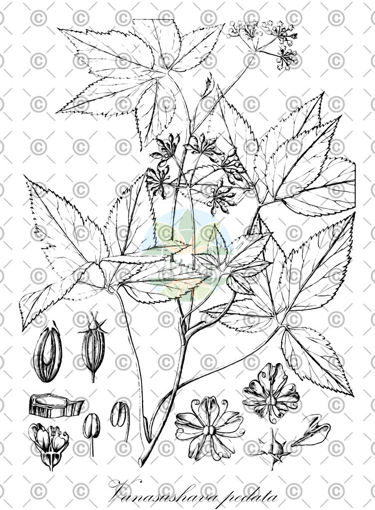 HistAbb_wfo-0000185036_2_ENZY_Simple | Historische Abbildung von Vanasushava pedata - Apiaceae | Historical Illustration of Vanasushava pedata - Apiaceae