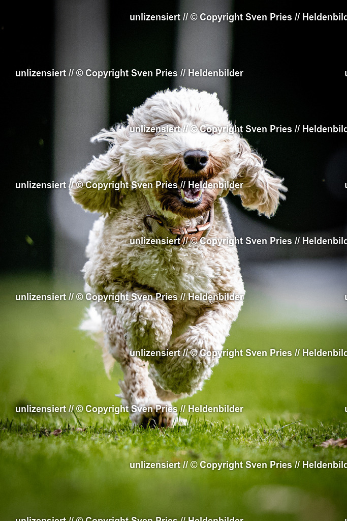 Sven Pries | 2025-10-03 - Hunderennen Obergrombach - Realisiert mit Pictrs.com