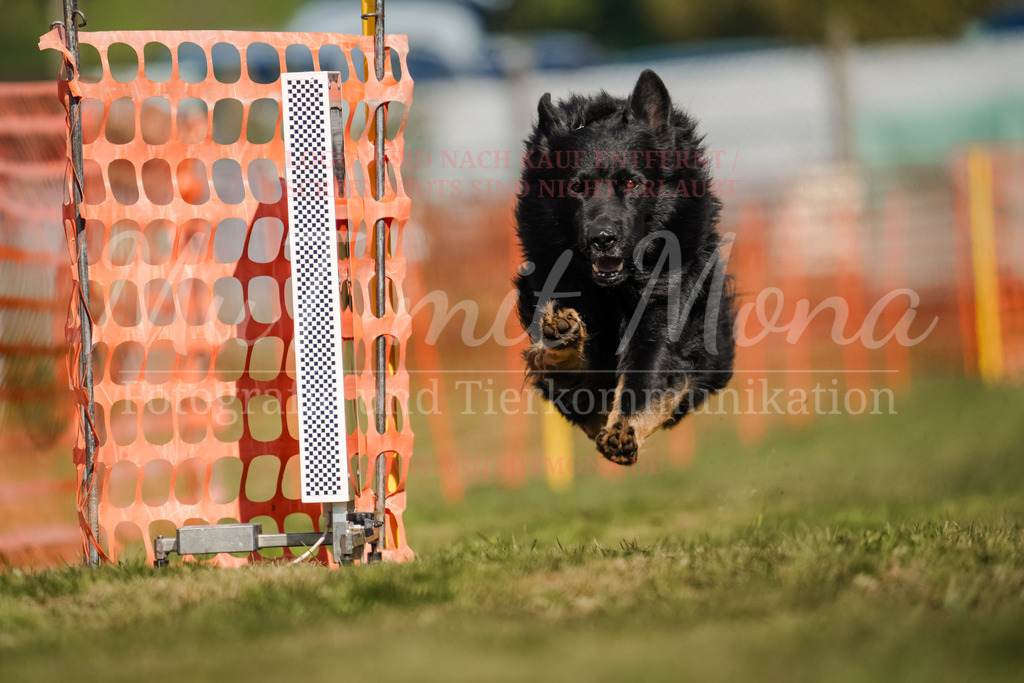 20250928_Hunderennen-683 | MuT (Mensch und Tier) mit Mona - Fotografie und Tierkommunikation - Realisiert mit Pictrs.com
