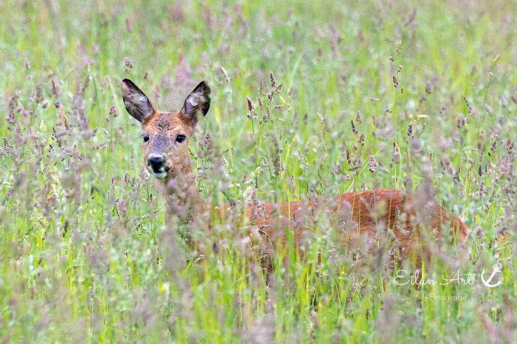 20240604-EAF_1529 | Eilun-Art-Fotografie Levke Martens, ihre Fotografin für Immobilien- und Landschaftsfotografie auf Föhr, Föhrer Motive als Poster, Leinwand, hinter Acrylglas oder stelle dir deinen eigenen Monatskalender zusammen, mit nur einem Klick