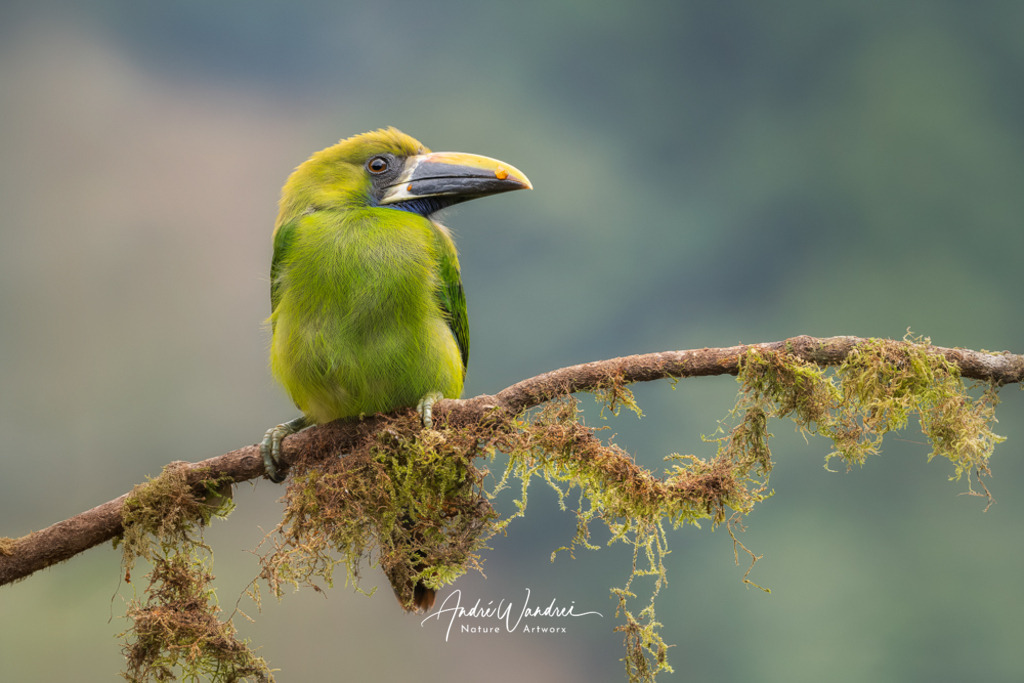 Baumelf im Federkleid | Andre Wandrei - Nature Artworx - Realisiert mit Pictrs.com