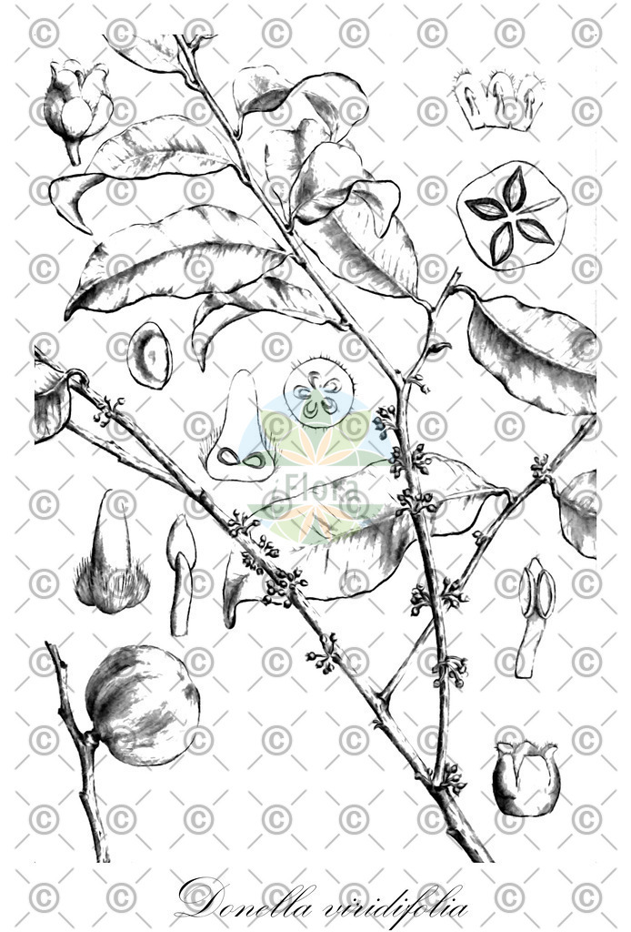 HistAbb_wfo-0001195364_1_ENZY_Simple | Historische Abbildung von Donella viridifolia - Sapotaceae | Historical Illustration of Donella viridifolia - Sapotaceae
