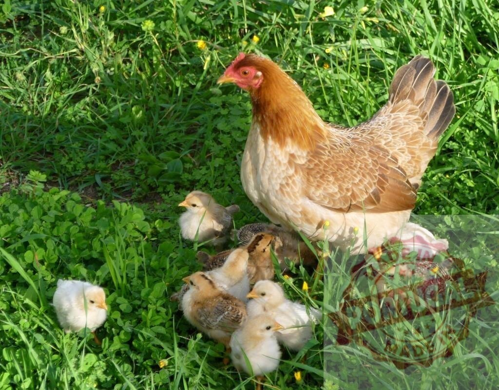 Chicken hen protecting her baby chicks in green grass | Hen foraging with her small baby chicks in fresh green grass on a sunny day - Realized with Pictrs.com