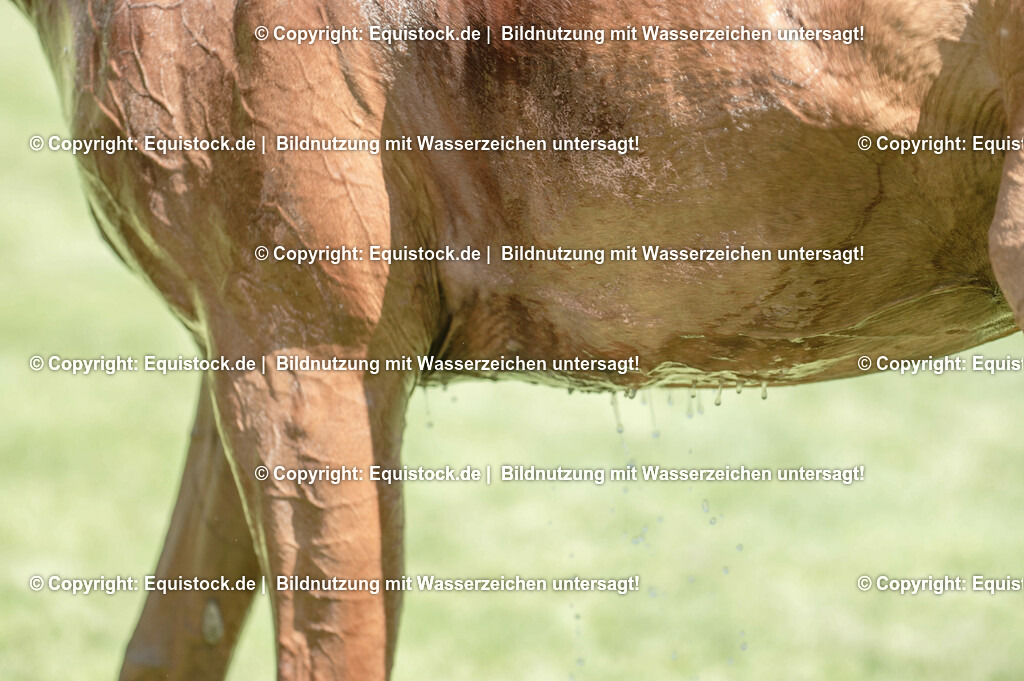 20230527_27_CCI4_Gelände_0195 | equistock