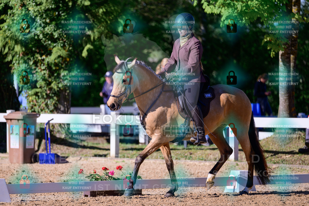 02052026-Giesenbach-01-Dressur-0253 | Fokus Hufschlag Fotografie - Realisiert mit Pictrs.com