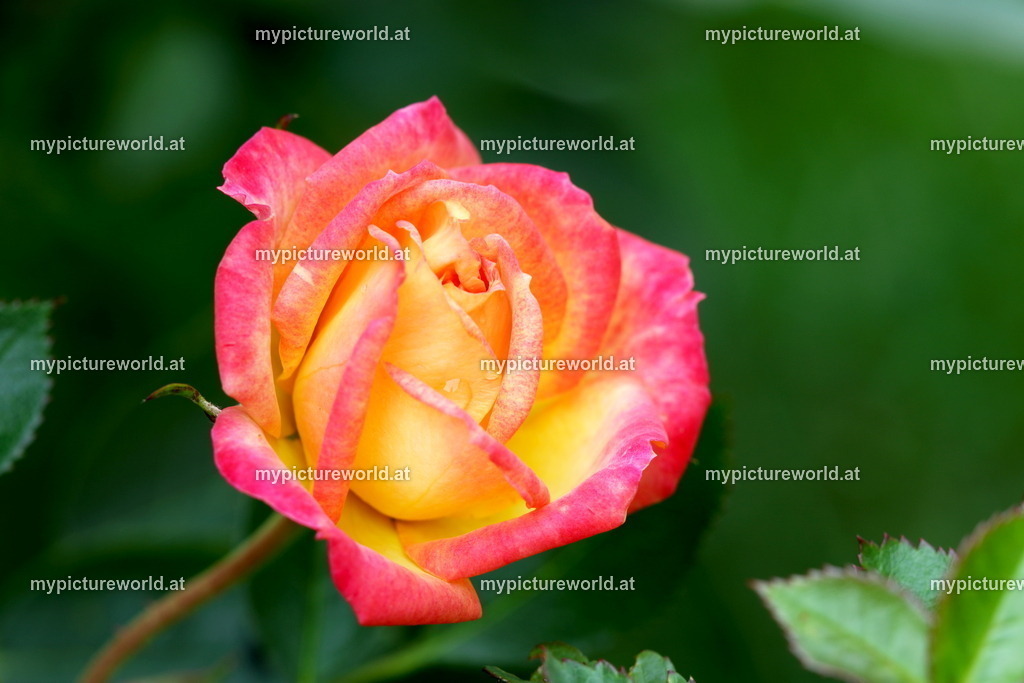 Rose-011 | Das Bilderarchiv über Tiere, Planzen und Landschaften. In der Bilddatenbank finden Sie ein große Auswahl an hochwertigen Bilder für Ihre Werbung - Realisiert mit Pictrs.com