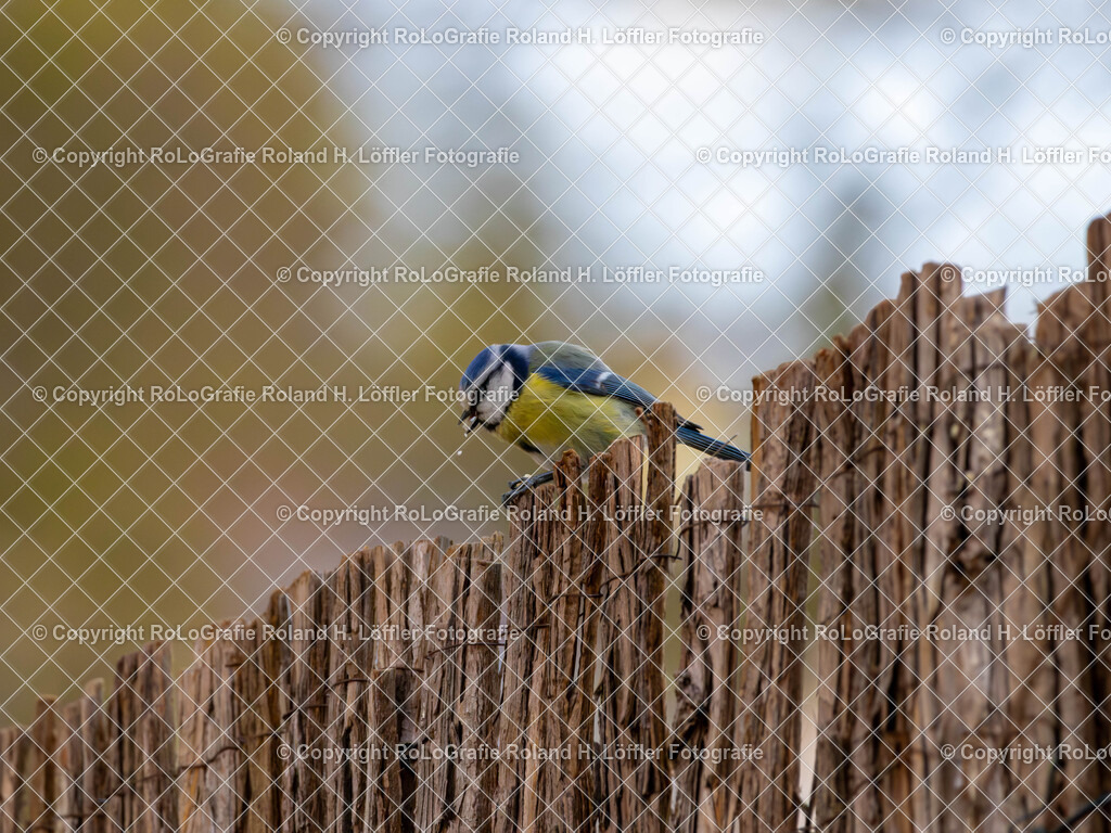 20240411_Vögel_RoLoGrafie-7 | Vogel im heimischen Garten - Realisiert mit Pictrs.com