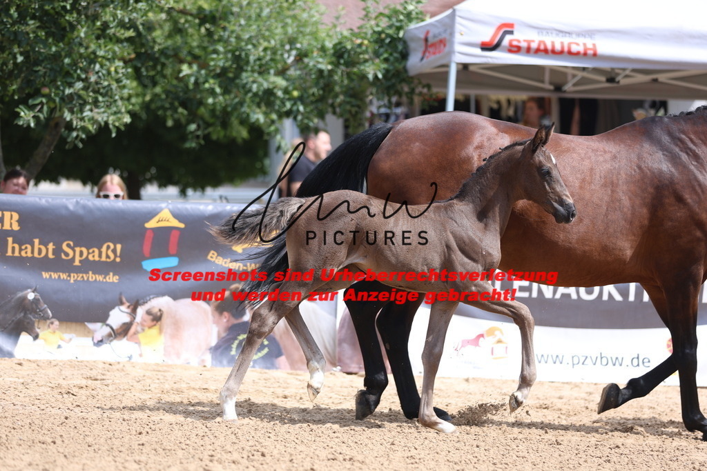 Fohlenschau_Schwäbisch_Hall_dressurbetonte_Fohlen_KN 53_6 | lmwpictures - Realisiert mit Pictrs.com