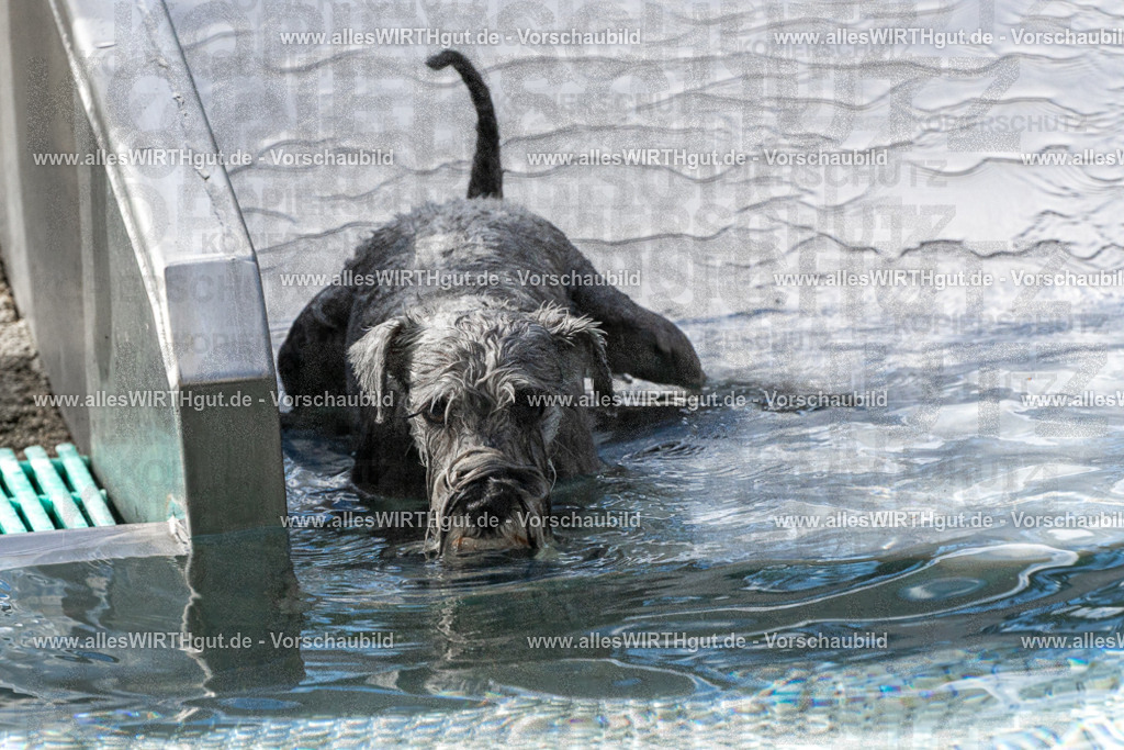 Hundeschwimmen_Volksbad_2026-allesWIRTHgut_Tierfotografie-2609061505-FAY07097 | Professionelle Tierfotografie in Mönchengladbach von Daniel Wirth (allesWIRTHgut). Liebevolle & natürliche Bilder von Hunden & Katzen für unvergessliche Erinnerungen.