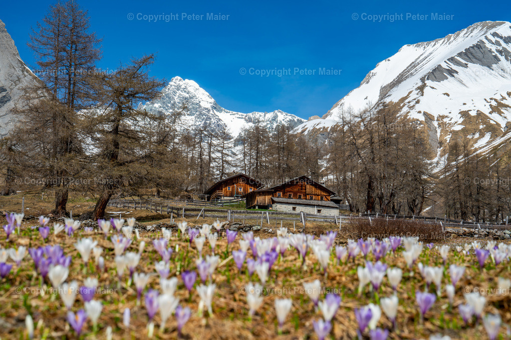 Kals_Krokusse-9 | piet_flosse