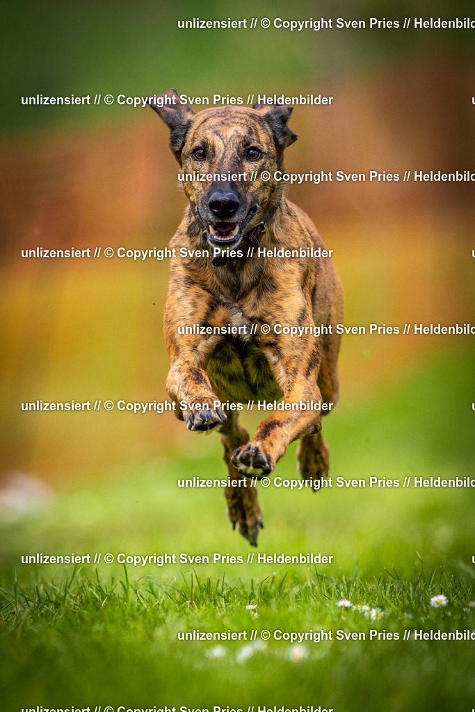 Sven Pries | 2025-04-13 - Hunderennen Baden-Baden - Realisiert mit Pictrs.com