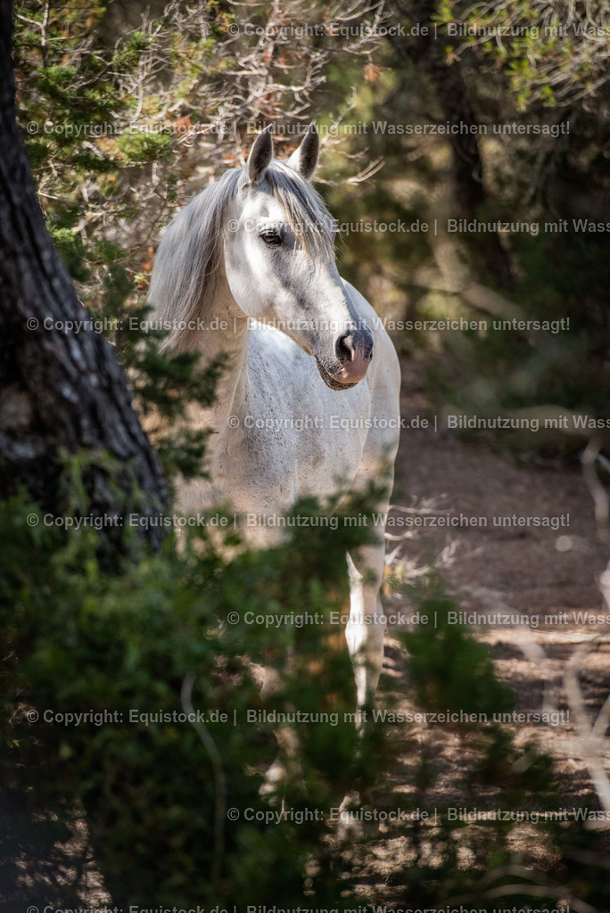 20160613_Pferd_in_D__nenlandschaft_0002 | Foto: Thomas Hartig