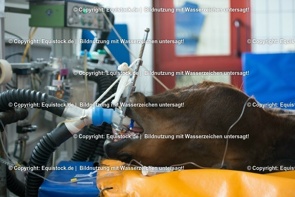 20160315_Arthroskopie_0003 | equistock