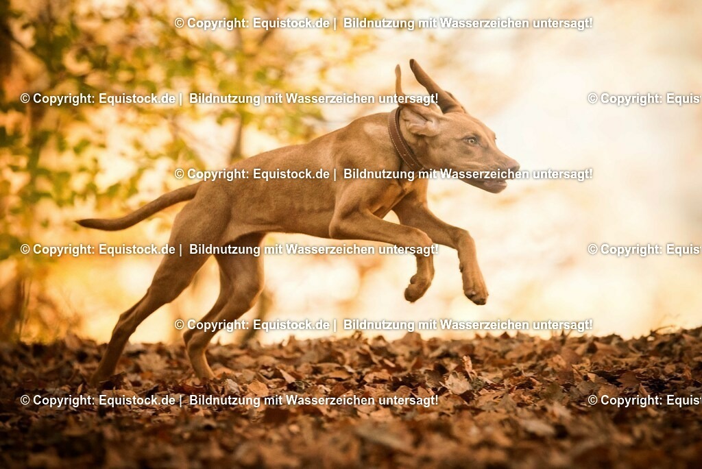 20171101_Hund_0028 | Foto: Thomas Hartig