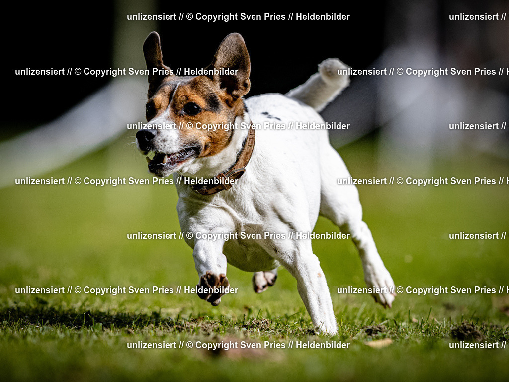 Sven Pries | 2025-10-03 - Hunderennen Obergrombach - Realisiert mit Pictrs.com