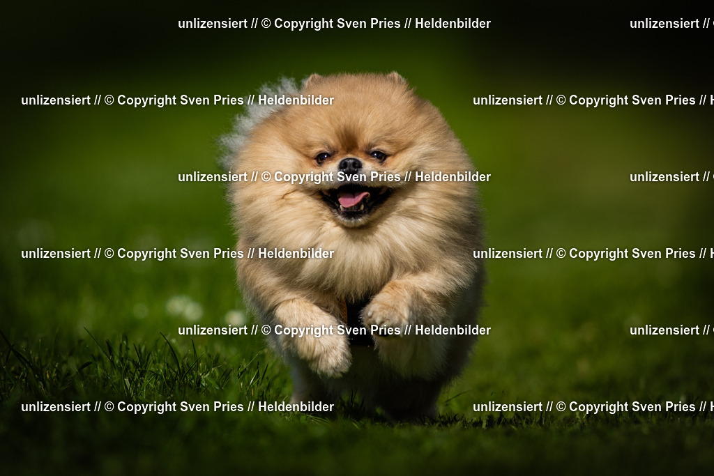 Sven Pries | 2025-04-13 - Hunderennen Baden-Baden - Realisiert mit Pictrs.com