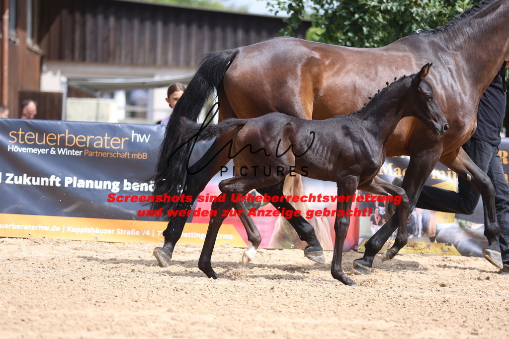 Fohlenschau_Schwäbisch_Hall_dressurbetonte_Fohlen_KN 52_5 | lmwpictures - Realisiert mit Pictrs.com
