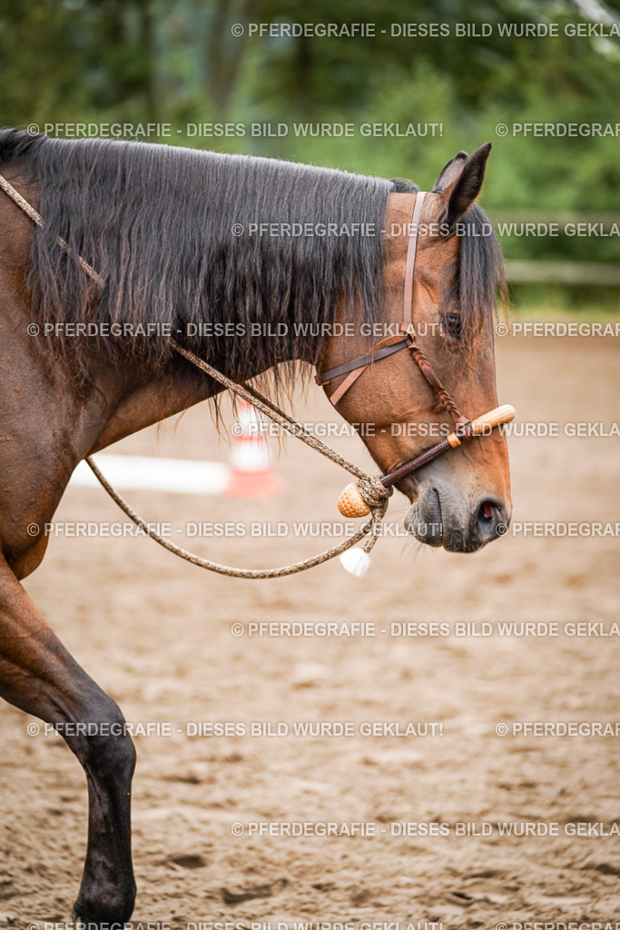 DSC03901 | Pferdegrafie