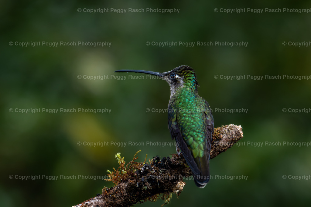 Kolibris (3 von 32) (15) | PeggyRaschPhotography - Realisiert mit Pictrs.com