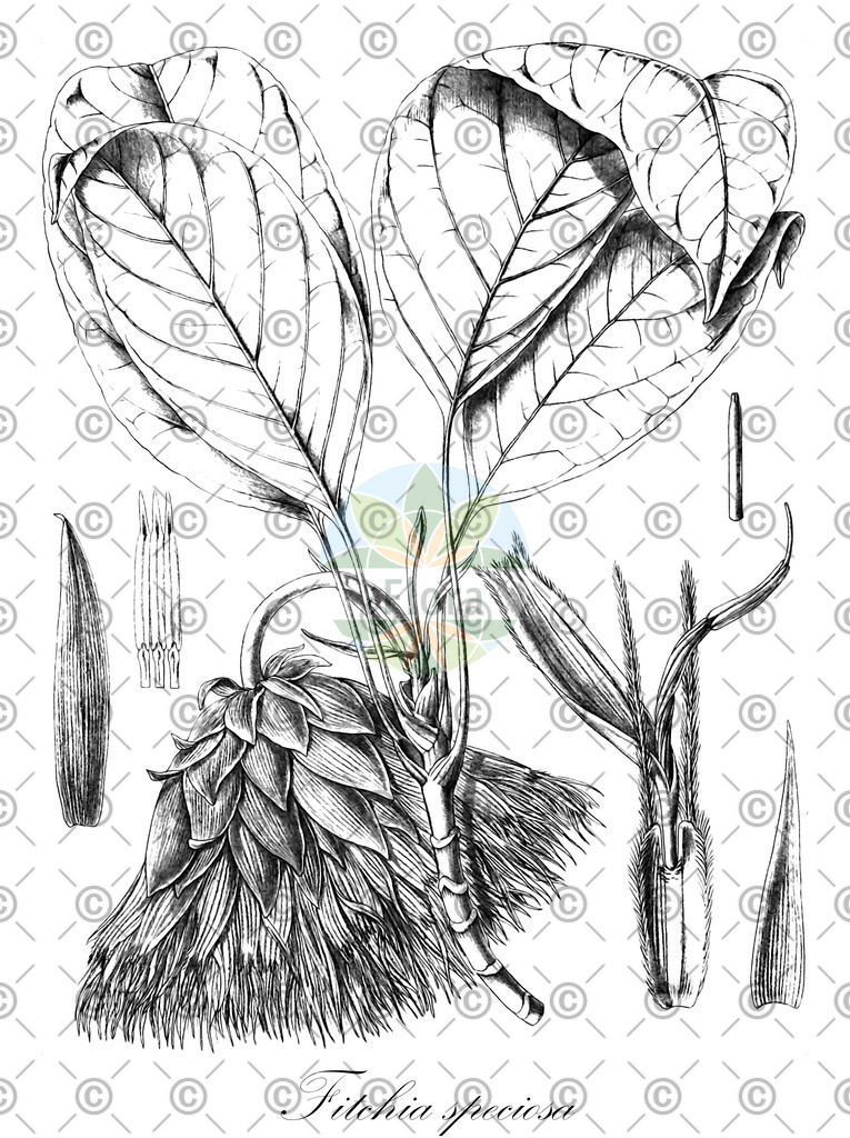 HistAbb_wfo-0000691255_1_SIMPLE | Historische Abbildung von Fitchia speciosa - Asteraceae | Historical Illustration of Fitchia speciosa - Asteraceae