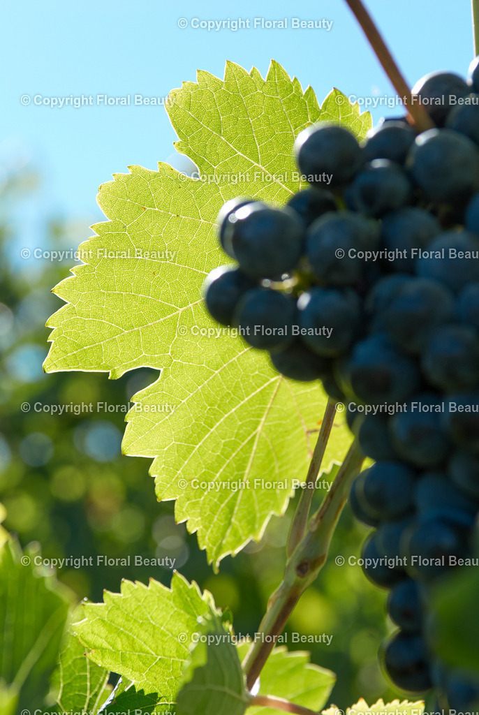 Weingut in Italien | Weinblatt vor blauem Himmel - Realisiert mit Pictrs.com