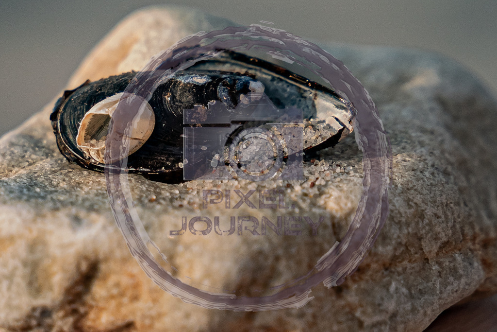 Muschel_Rügen | Fotograf, Fotografin, Portraitfotograf, Kunstfotograf, Fotoshop Fineart, Fotoshop Kunstfotografie, Fotos kaufen, Pixeljourney, Doreen Riedel, Natur, Tiere, Architektur, Kunst, Makro