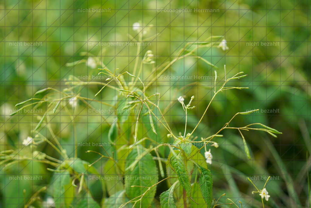 20230826-FAH05085 | Forstinning, 2023, Dressurturnier, Turniersportbilder, Turnierfotografen Bayern, Fotoagentur Herrmann, Reitsportfotografie, Turnierbilder