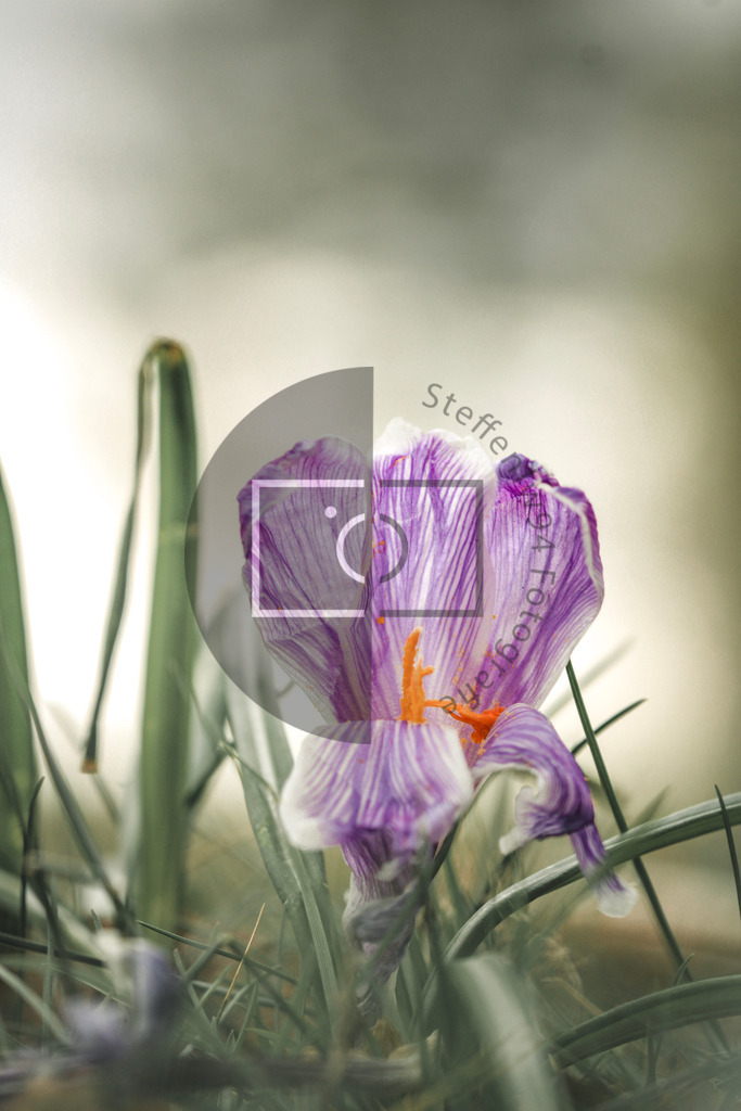 Wandbild Nahaufnahme einer Krokusse | Ich bin Fotograf und auf meiner Webseite hast du die Möglichkeit meine fotografie als Wandbilder druckfertig für dein Zuhause zu bestellten. - Realisiert mit Pictrs.com