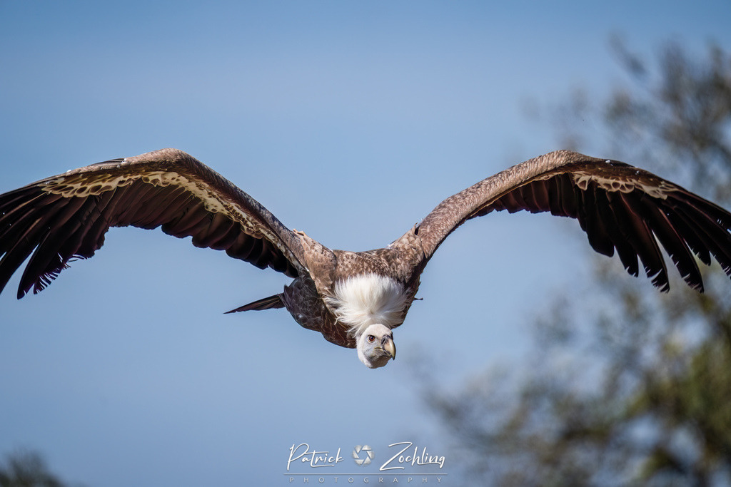 Kreuzenstein-Zöchling (38 von 46) | Mein Name ist Patrick Zöchling. Auf dieser Website siehst Du meine Projekte als Fotograf und kannst Dir Deine Fotos in Galerien ansehen und herunterladen. Über einen Webshop kannst Du Bilder ausarbeiten, auf T-Shirt drucken usw. - Realisiert mit Pictrs.com