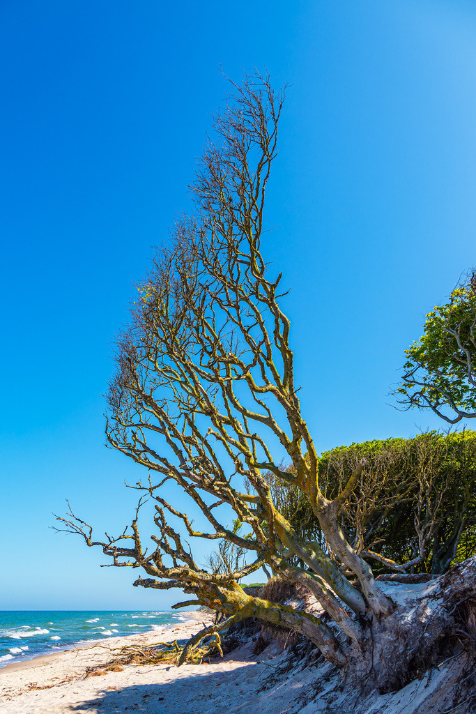Küstenwald am Weststrand auf dem Fischland-Darß | Küstenwald am Weststrand auf dem Fischland-Darß.