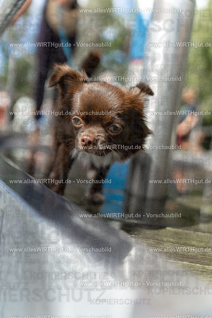 Hundeschwimmen_Volksbad_2026-allesWIRTHgut_Tierfotografie-2609061438-7R501143 | Professionelle Tierfotografie in Mönchengladbach von Daniel Wirth (allesWIRTHgut). Liebevolle & natürliche Bilder von Hunden & Katzen für unvergessliche Erinnerungen.