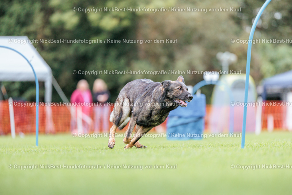 BSP Hoopers-H3-2026-Nickbest-Hundefotografie-TuS Komet Arsten e.V.-1013 | Dein Hund! Dein Moment! Deine Erinnerungen! Hundefotografie in Bremen Blumenthal. Ich fange die besonderen Momente deines Vierbeiners ein – ob Indoor mit Blitzanlage oder in der freien Natur. Sicher dir dein Moment und dein Termin für eure Erinnerungen.