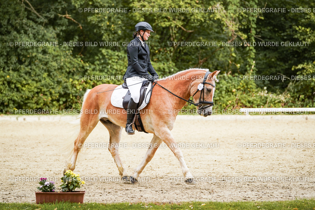 DSC00083 | Pferdegrafie