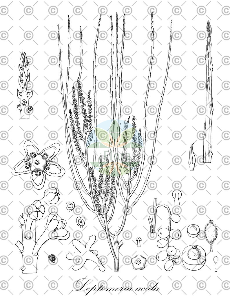 HistAbb_7P9N5_1_ENZY_Simple | Historische Abbildung von Leptomeria acida - Santalaceae | Historical Illustration of Leptomeria acida - Santalaceae