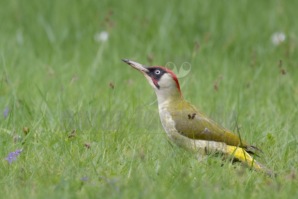 R6NF1828_20240407-3 | Dieser sympathische Specht fällt vor allem durch seinen Gesang auf, der an das Lachen eines Menschen erinnert und am häufigsten in lichten Laubwäldern und großen Parks zu hören ist. Zum Brüten benötigt er alte, dicke Bäume. Hier baut das Grünspecht-Pärchen gemeinsam eine Höhle als Kinderstube für den gepunkteten Nachwuchs. Aber aufgepasst! Der Grünspecht hat einen Zwillingsbruder, den seltenen Grauspecht. - Realisiert mit Pictrs.com