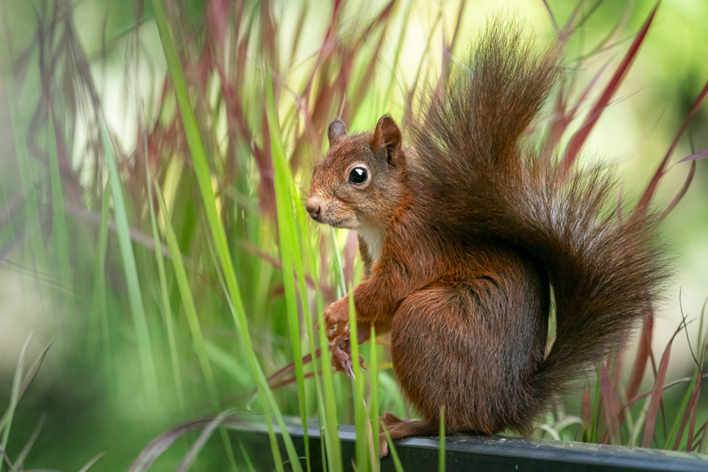 Eichhörnchen im Profil zwischen Gräsern | Deutschland | Premium-Wandbild von justsomewhere.com: Ein rotes Eichhörnchen sitzt im Profil auf einem dunklen Geländer, umgeben von aufstrebenden grünen und rötlichen Grashalmen vor einem weichen Bokeh in Deutschland. - Realisiert mit Pictrs.com