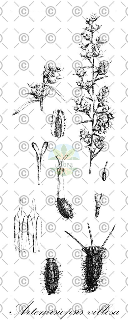 HistAbb_wfo-0000550244_1_ENZY_Simple | Historische Abbildung von Artemisiopsis villosa - Asteraceae | Historical Illustration of Artemisiopsis villosa - Asteraceae