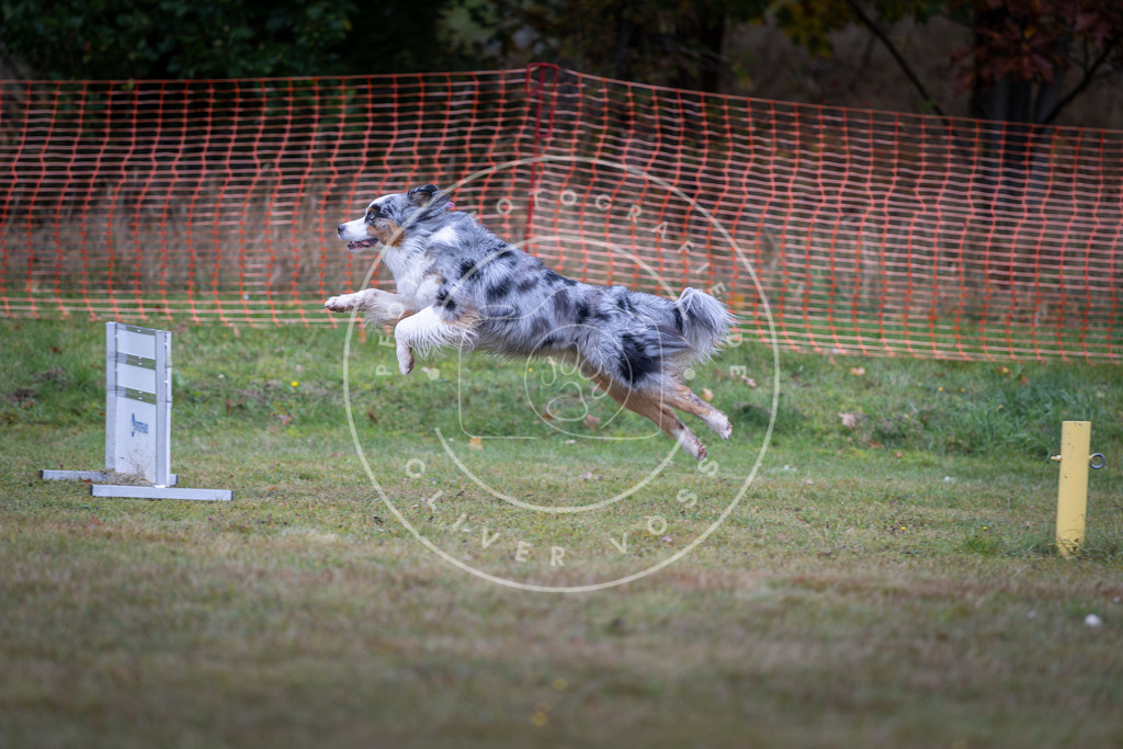Pfotenfotografie_DV3A0476 | Hundefotografie, Tierfotograf, Pfotenfotografie, Fotoshooting Hund, Hunde Portrait, Hundesport, Hundeportraits, Heideshooting, Hunde, Sportfotograf, Hundefotograf, Turnierhundsport, THS,  - Realisiert mit Pictrs.com