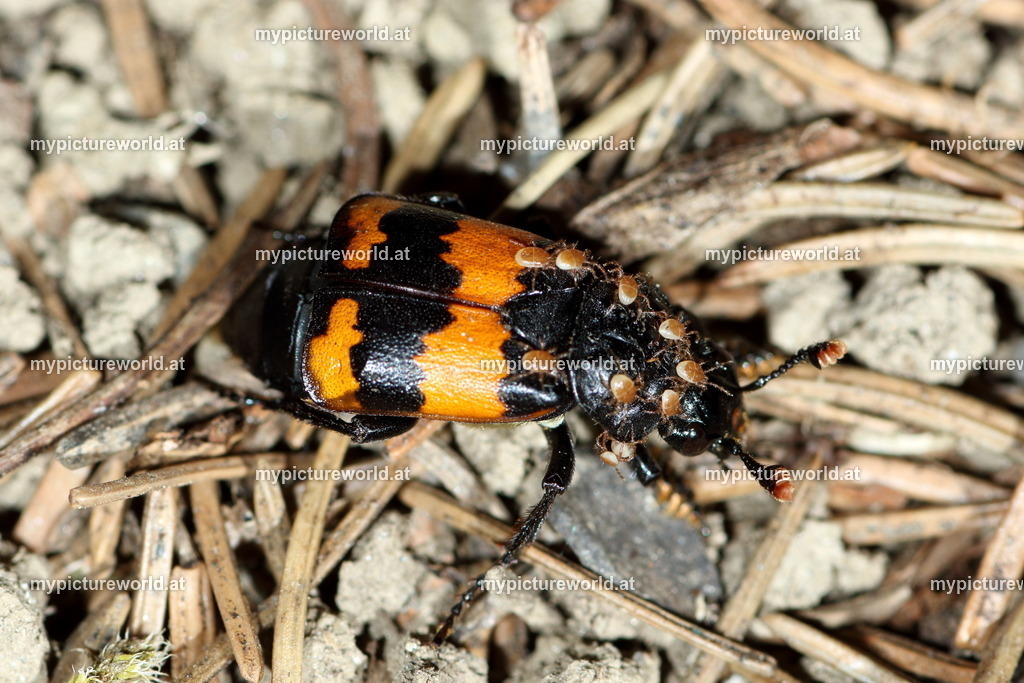 Schwarzhörniger Totengräber | Das Bilderarchiv über Tiere, Planzen und Landschaften. In der Bilddatenbank finden Sie ein große Auswahl an hochwertigen Bilder für Ihre Werbung - Realisiert mit Pictrs.com