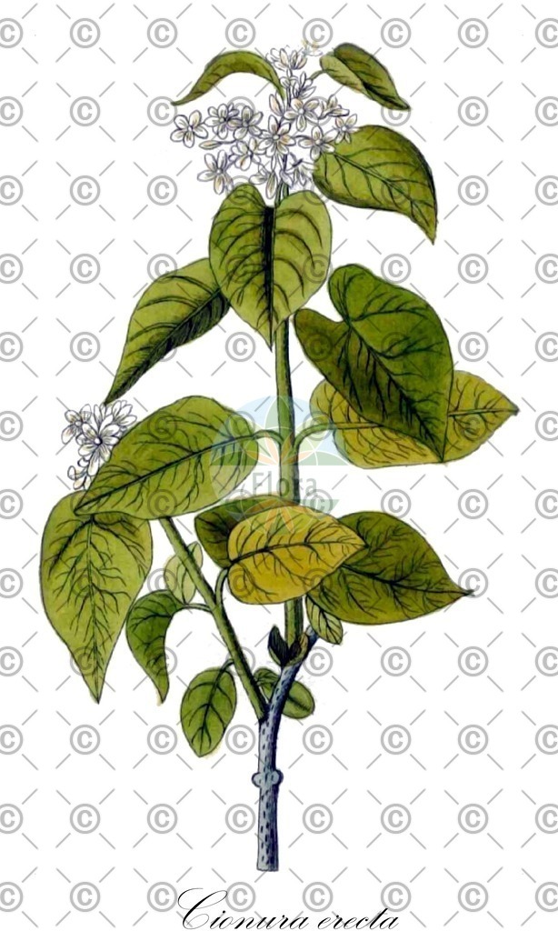 HistAbb_wfo-0000605567_1_ENZY_Simple | Historische Abbildung von Cionura erecta - Apocynaceae | Historical Illustration of Cionura erecta - Apocynaceae