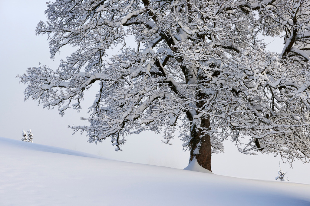 Winterlandschaft am Boedele | Dornbirn, Austria - January 17, 2015: Winterlandschaft am Boedele. - Realisiert mit Pictrs.com