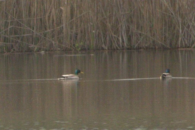 2 Erpel VSB | Verkauf von Fotos und  Videoclips zumThema Natur.Motive sind Pflanzen, Tiere, Landschaftenund Wetter - Realisiert mit Pictrs.com