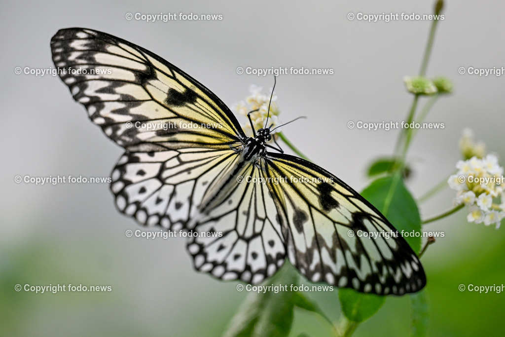 Botanischer Garten Linz_ Schmetterlinge_ Orchideen_ 21.01.2024-21 | 21.01.2024, Botanischer Garten Linz, AUT, Schmetterlinge, im Bild tropische Schmetterlinge, Schmetterling, Falter, Natur, Tiere, Blumen, Pflanzen, Insekten, Butterfly, Tropenhaus