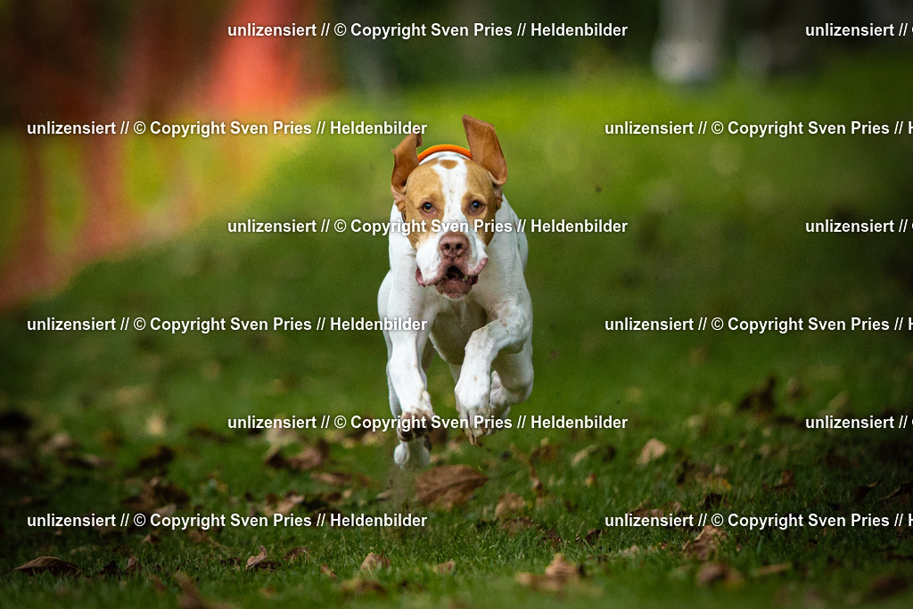 Sven Pries | 2025-09-21 - Hunderennen Baden-Oos - Realisiert mit Pictrs.com