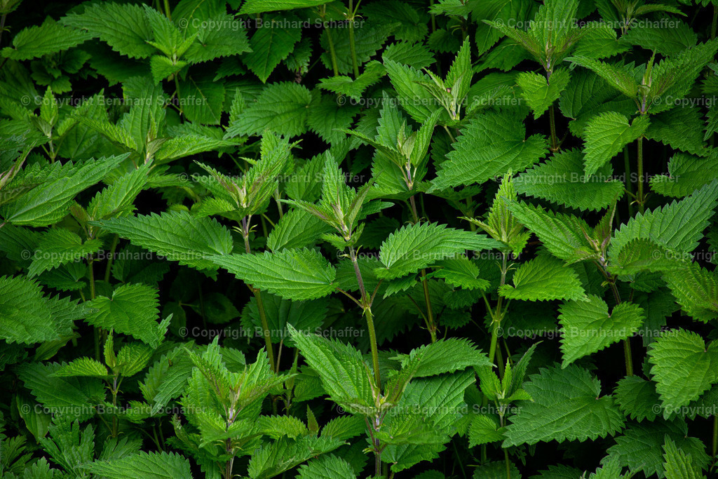 Brennesselstrauch | Ein Brennnesselstrauch. - Realisiert mit Pictrs.com