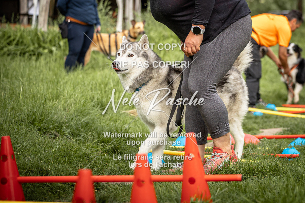 nelerasche_So-earlydog_53 | nelerasche